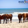 అస్సాటీగ్ బీచ్ (Assateague Beach)