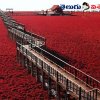 రెడ్ బీచ్ (Red beach)