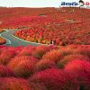 హితాషి సీసైడ్ పార్క్ (Hitachi Seaside Park)