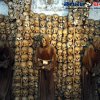 ది కాటాకూంబ్స్ (The Catacombs)