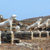 ది టెర్రేస్ ఆఫ్ ది లయన్స్ (The Terrace of the Lions)