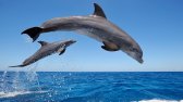 common_bottlenose_dolphins-1920x1080