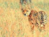 beautiful_cheetah-1600x1200