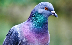 pigeon-1920x1080