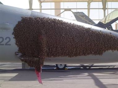 honey bees attacks 3 flights in kol airport