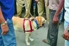 Police dog rakhi helps to reveal a rape case in kukatpally