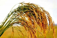 Private agricultural based industries focuses on making rice seeds