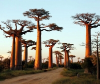 Famous trees in the world which are large beautiful oddly shaped