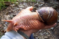 Africa giant ghana snail achatina achatina which are harmful for crops