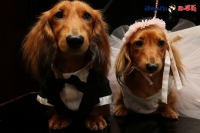 Dogs marriage