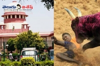 Supreme court delays jallikattu verdict by a week