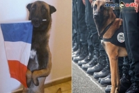 Jesuischien to honour police dog killed in paris raid