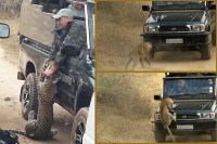 Leopard attacks guide in kruger park