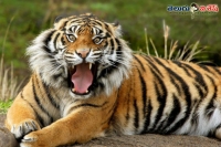 Man jumps into tiger enclosure at china zoo