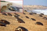 Olive ridley turtles may have sensed the disaster