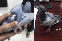Pigeon in kuwait caught carrying drugs in bag attached to back
