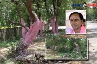 The trees got trs party colour in the velpur village of nizamabad