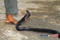 Man revenge attack on snake in up
