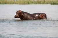 Hippopotamus attack kills 13 people including 12 children in boat near niger s capital niamey