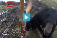 Bear attacks hunter hunter somehow survives