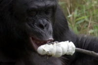 Ape eats self roasted marshmallows