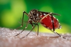 Dengue controlling mosquito developed uk based oxytec
