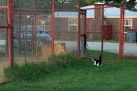 Trying to be su purr ior house cat challenges a lion in texas