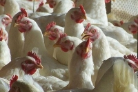 Good news to chicken lovers as prices slashed to year low