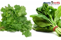 Health benefits of spinach lettuce cilantro coriander best foods