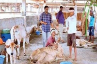Ap animal husbandry director condems toxicity in death of 100 cows