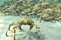 Horde of giant crabs amass off of the australian coast