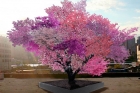 One tree grows 40 different fruits