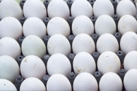 Egg price in india climbs higher better to have hen