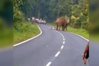 Elephant tramples man who tried to take its photo on bengal highway