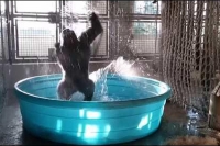 Gorilla thoroughly enjoys swimming pool at dallas zoo