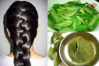 Green leaves beauty tips for hair problems