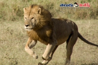 Gujarati sisters fight against lion