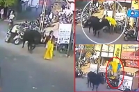 Shocking giant bull attacks woman in bharuch of gujarat