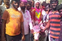 On the day of holi the son in law sits on a donkey roams the whole village