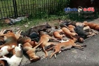 Stray dogs mass killed in varkala