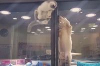 Kitten escapes pet store enclosure to visit puppy