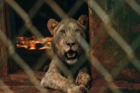 Lion kills ghana man who entered its enclosure in accra zoo