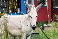 Maharashtra s singing donkey takes internet by storm