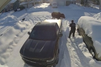 Man charged by a moose as he tries to check the mail