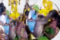 Monkey consoles woman at karnataka funeral video goes viral on hanuman jayanti