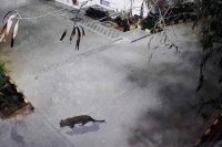 Leopard spotted at thane shopping mall caught after 6 hrs