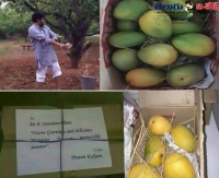 Pawankalyan sent mangoes to his brother chiranjeevi