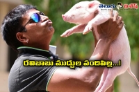 Director ravibabu next movie with pig animation movie