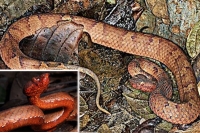 New species of pit viper with heat sensing system found in arunachal pradesh
