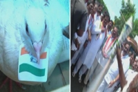 Raghuveera reddy supporters welcome him by firing pigeon rockets